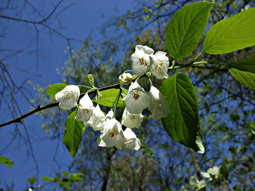 image of Halesia tetraptera var. tetraptera, Common Silverbell