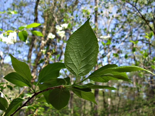 image of Halesia tetraptera var. tetraptera, Common Silverbell