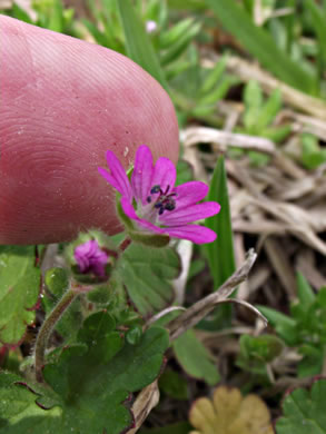 image of Geranium molle, Dove's-foot Cranesbill