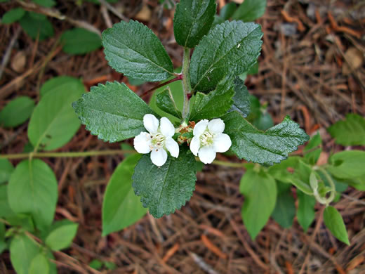 image of Crataegus uniflora, Oneflower Hawthorn, Dwarf Haw