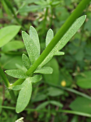 image of Ranunculus bulbosus, Bulbous Buttercup