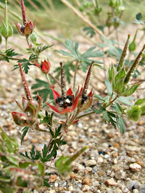 image of Geranium carolinianum, Carolina Cranesbill