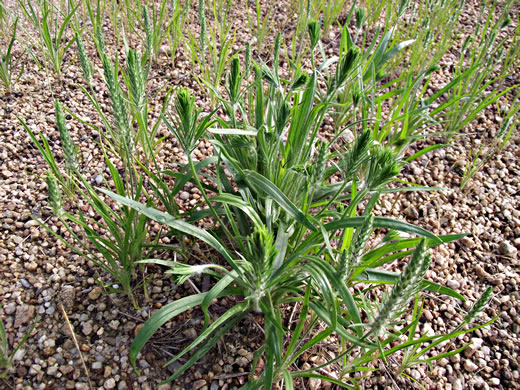 Plantago aristata, Bracted Plantain, Large-bracted Plantain, Buckhorn Plantain