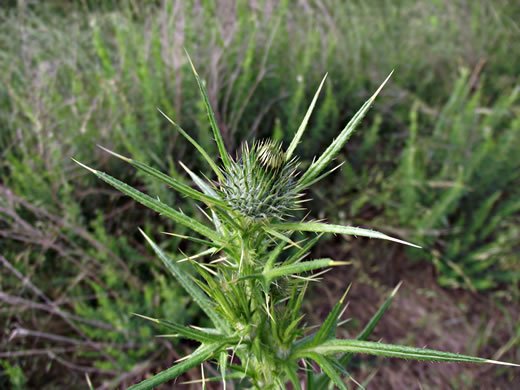 image of Cirsium vulgare, Bull Thistle