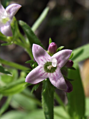 image of Houstonia longifolia var. compacta, Eastern Longleaf Bluet