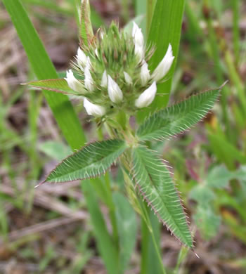 image of Trifolium vesiculosum, Arrowleaf Clover