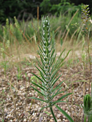 image of Plantago aristata, Bracted Plantain, Large-bracted Plantain, Buckhorn Plantain