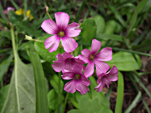 image of Oxalis articulata, Windowbox Wood-sorrel