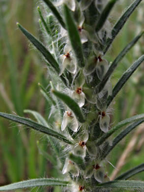 Plantago aristata, Bracted Plantain, Large-bracted Plantain, Buckhorn Plantain