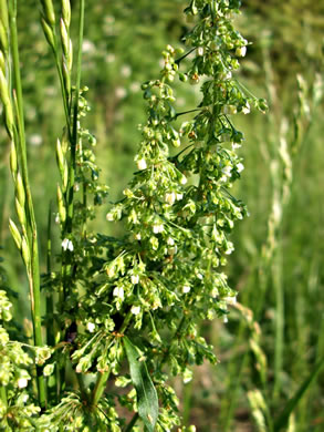 image of Rumex crispus ssp. crispus, Curly Dock, Yellow Dock