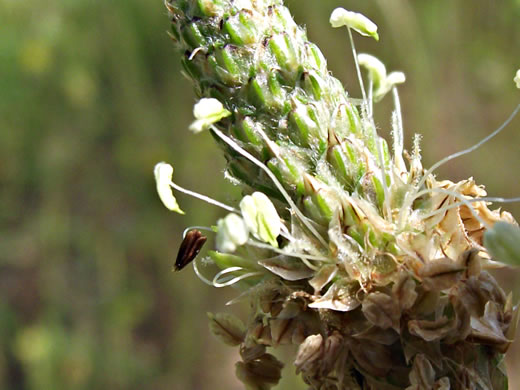 image of Plantago lanceolata, English Plantain, Buckhorn Plantain, Rib-grass, Narrowleaf Plantain