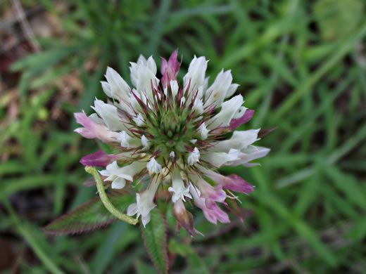 image of Trifolium vesiculosum, Arrowleaf Clover