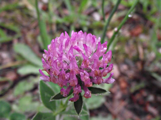 image of Trifolium pratense, Red Clover