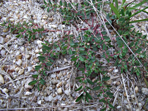 image of Euphorbia maculata, Spotted Spurge, Milk-purslane, Wartweed, Spotted Sandmat