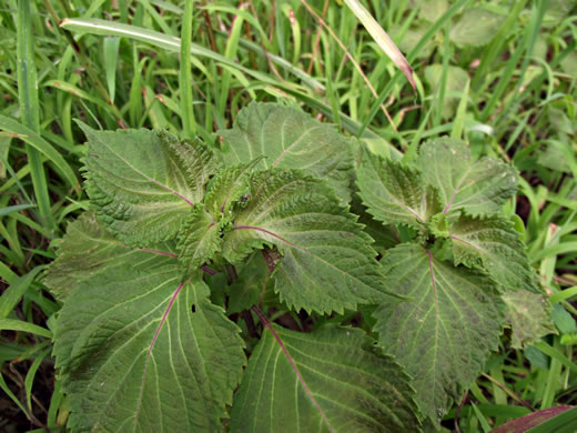 image of Perilla frutescens, Beefsteak-plant, Perilla