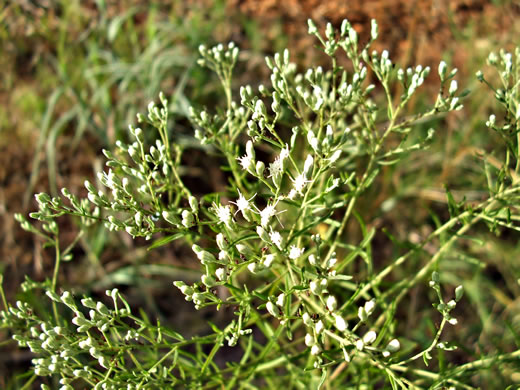 image of Eupatorium hyssopifolium, Hyssopleaf Boneset, Hyssopleaf Thoroughwort, Hyssopleaf Eupatorium