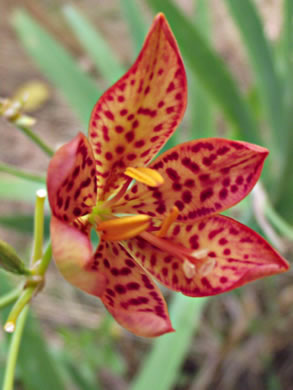 image of Iris domestica, Blackberry-lily, Leopard-lily