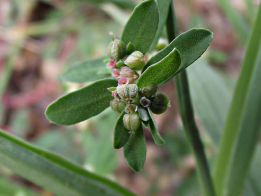 image of Euphorbia maculata, Spotted Spurge, Milk-purslane, Wartweed, Spotted Sandmat