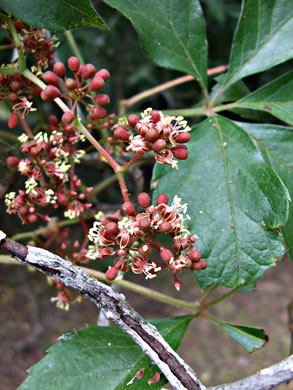 image of Parthenocissus quinquefolia, Virginia Creeper