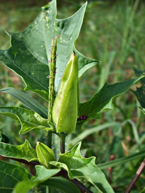 image of Datura stramonium, Jimsonweed, Thornapple, Stramonium