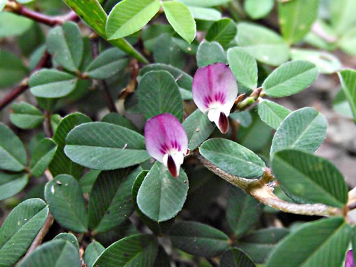 image of Kummerowia striata, Japanese-clover, Common Lespedeza, Annual Lespedeza