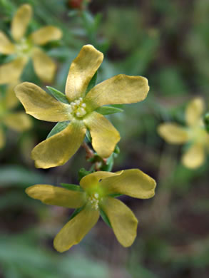 Pineweed