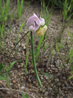 legume