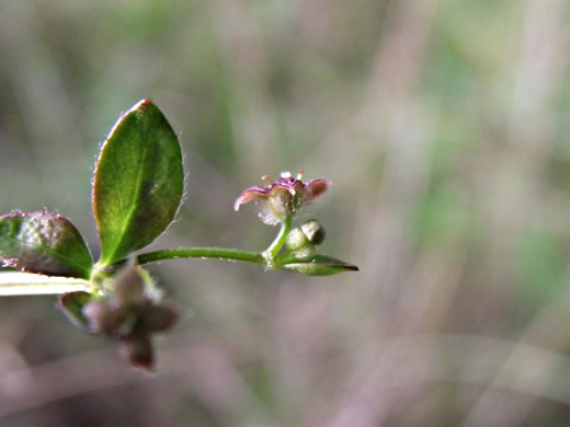 image of Galium pilosum, Hairy Bedstraw