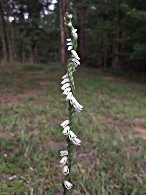 image of Spiranthes lacera var. gracilis, Southern Slender Ladies'-tresses