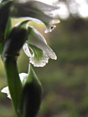 image of Spiranthes lacera var. gracilis, Southern Slender Ladies'-tresses