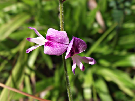 image of Lespedeza procumbens, Downy Trailing Lespedeza, Trailing Bush-clover