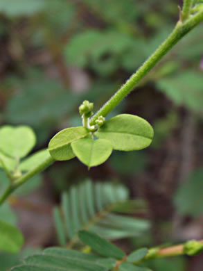 image of Lespedeza procumbens, Downy Trailing Lespedeza, Trailing Bush-clover