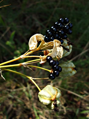 image of Iris domestica, Blackberry-lily, Leopard-lily