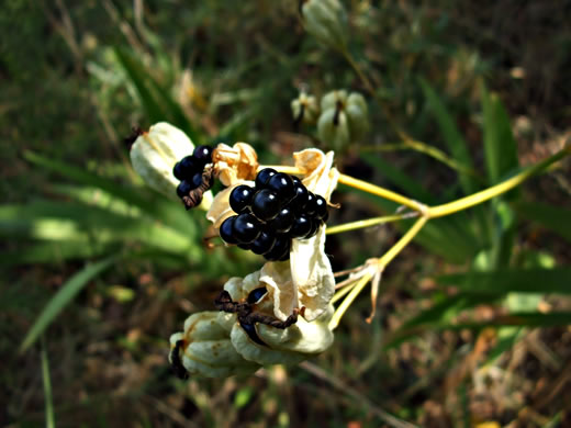 image of Iris domestica, Blackberry-lily, Leopard-lily