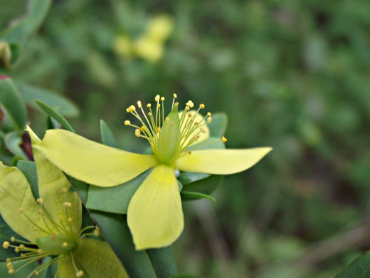 image of Hypericum hypericoides, St. Andrew's Cross