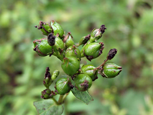 image of Hypericum punctatum, Spotted St. Johnswort