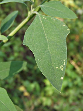 image of Chenopodium album var. album, Lambsquarters, Pigweed