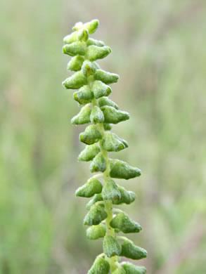 image of Ambrosia artemisiifolia, Annual Ragweed, Common Ragweed, Hogweed