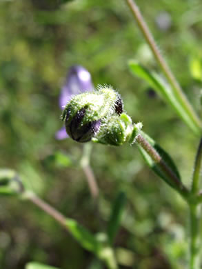 image of Trichostema dichotomum, Common Blue Curls, Forked Blue Curls