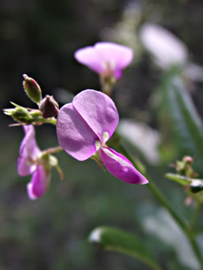 image of Desmodium paniculatum var. paniculatum, Panicled Tick-trefoil