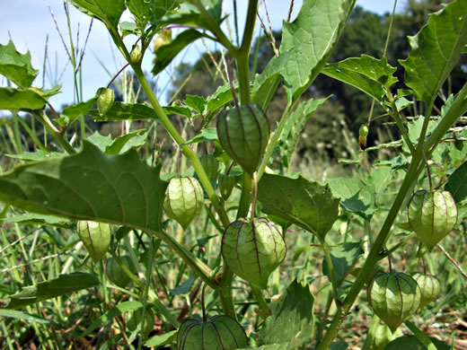 image of Physalis angulata, Smooth Ground-cherry, Cutleaf Ground-cherry