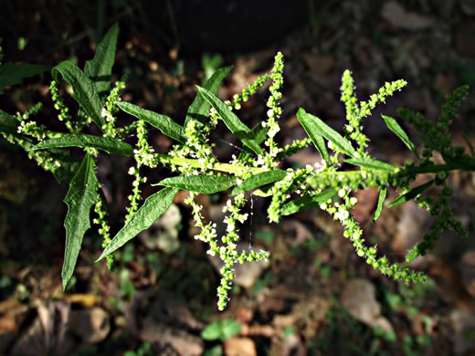 image of Dysphania ambrosioides, Mexican-tea, Epazote