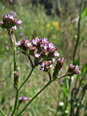 image of Verbena brasiliensis, Brazilian Vervain