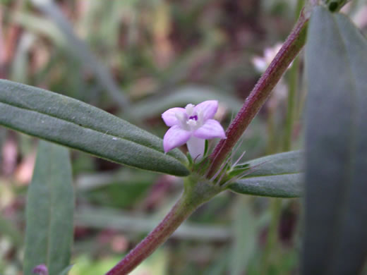 image of Hexasepalum teres, Poor-joe, Rough Buttonweed