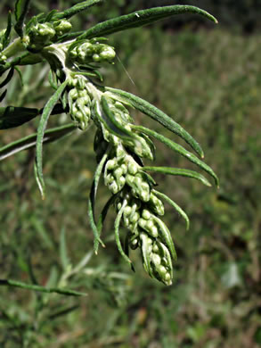 image of Artemisia vulgaris, Mugwort, Felon Herb