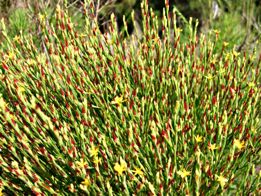 image of Hypericum gentianoides, Pineweed, Orange-grass, Orangeweed