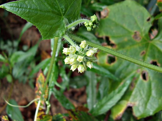 image of Sicyos angulatus, Bur-cucumber, Star-cucumber, Nimble-Kate