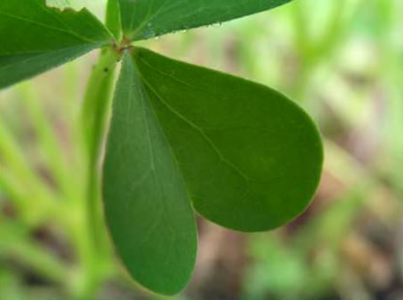 image of Oxalis colorea, Small's wood-sorrel, Tufted Yellow Wood-sorrel, (NOT Sadie Price’s Yellow Wood-sorrel)