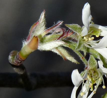 image of Amelanchier arborea, Downy Serviceberry, Sarvisberry