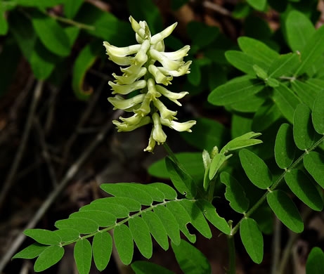 image of Astragalus canadensis var. canadensis, Canada Milkvetch